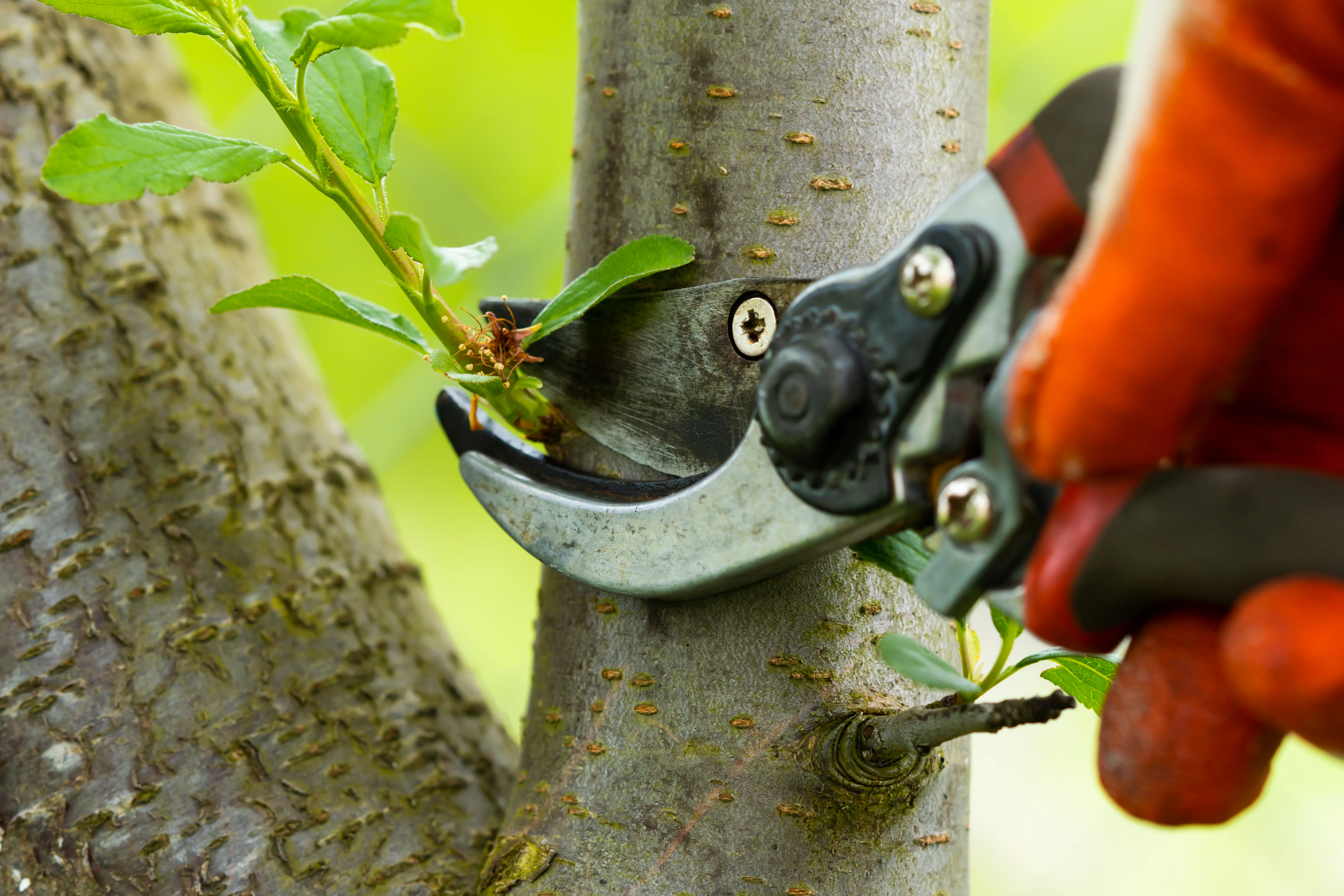 Arborist making a clean cut at the branch collar
