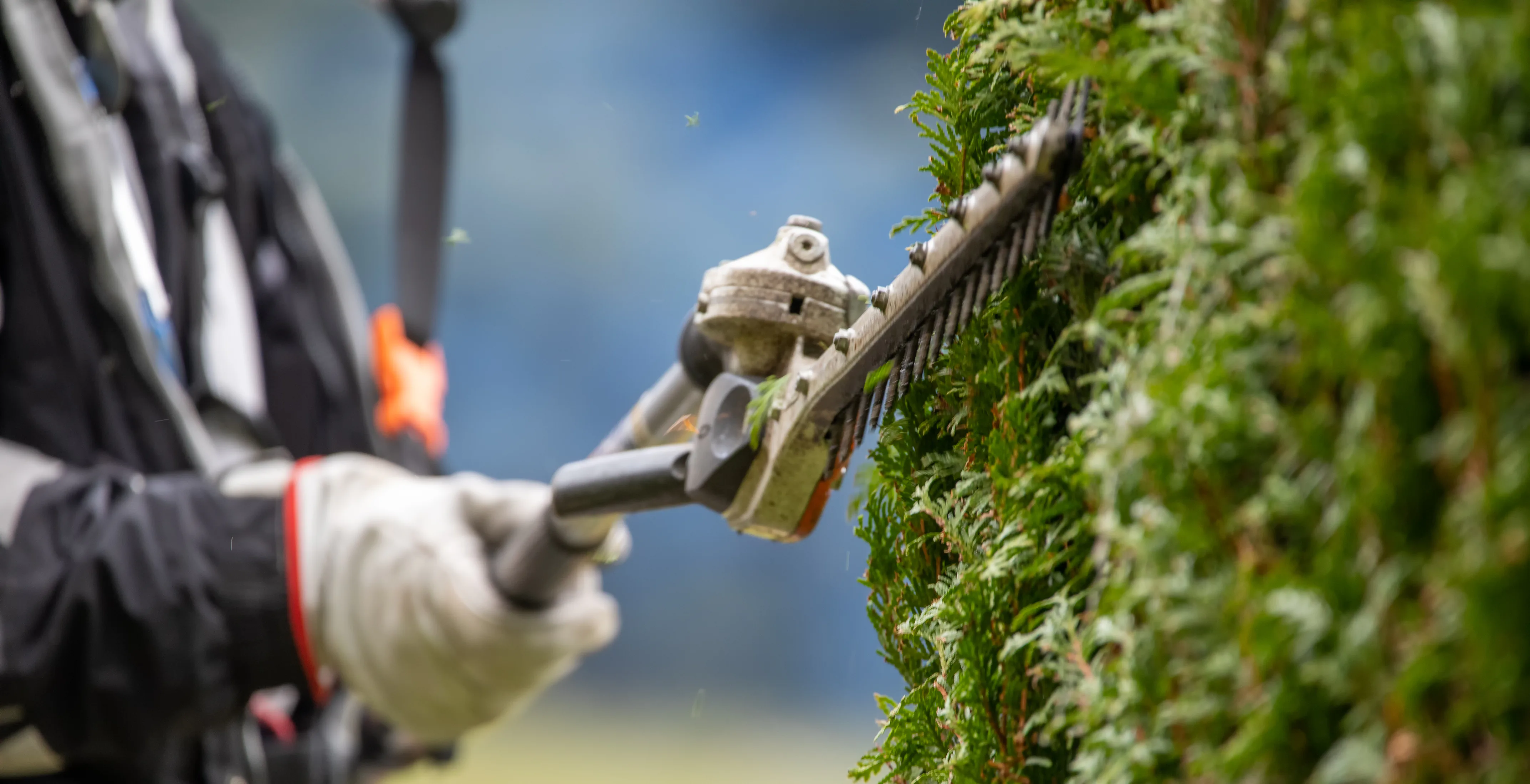 Hedge being cut to a straight line with a petrol trimmer
