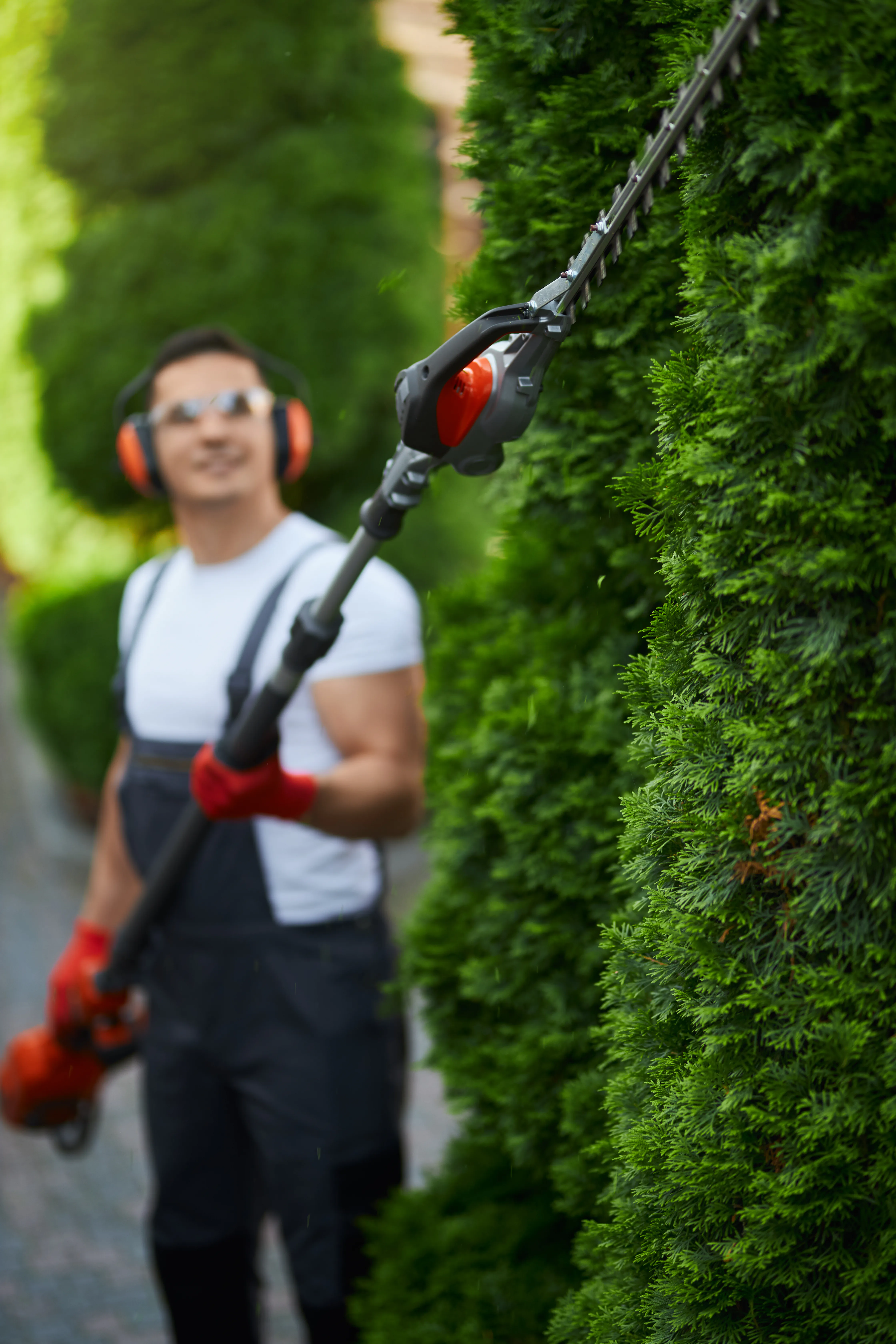 Tall hedge cut back with a pole trimmer