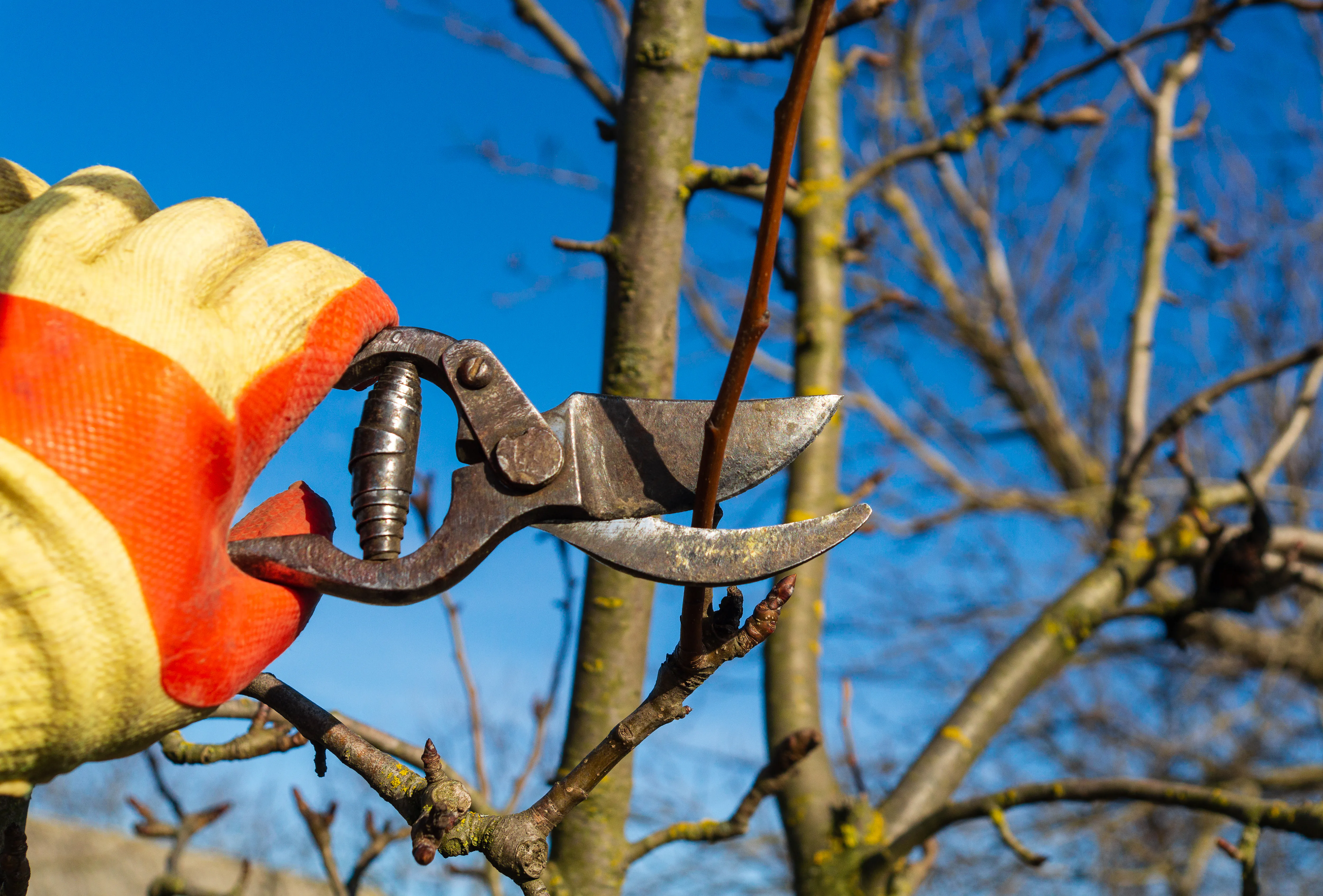 Fruit tree pruned back at the collar
