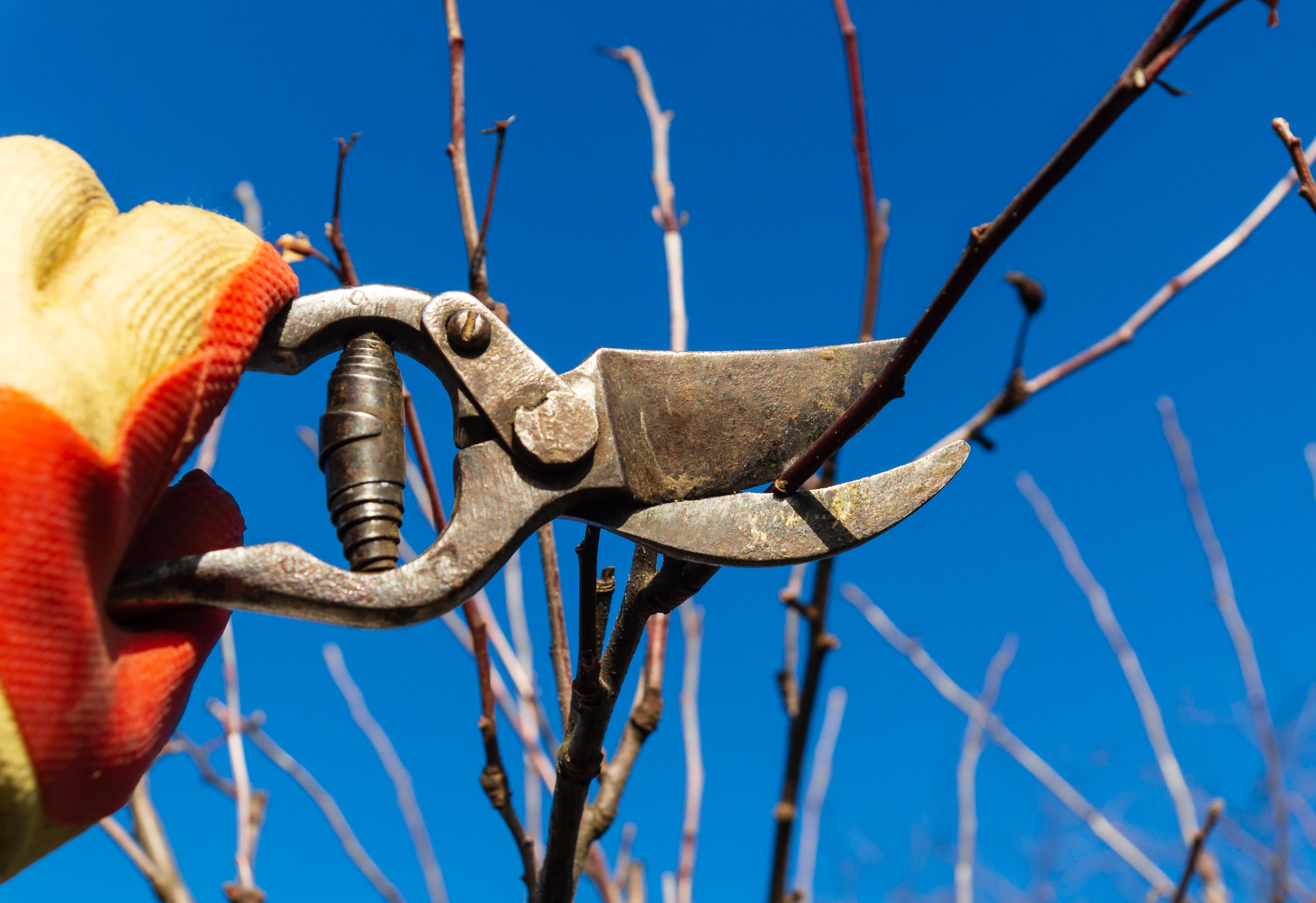 Secateurs pruning fine branches against a clear sky