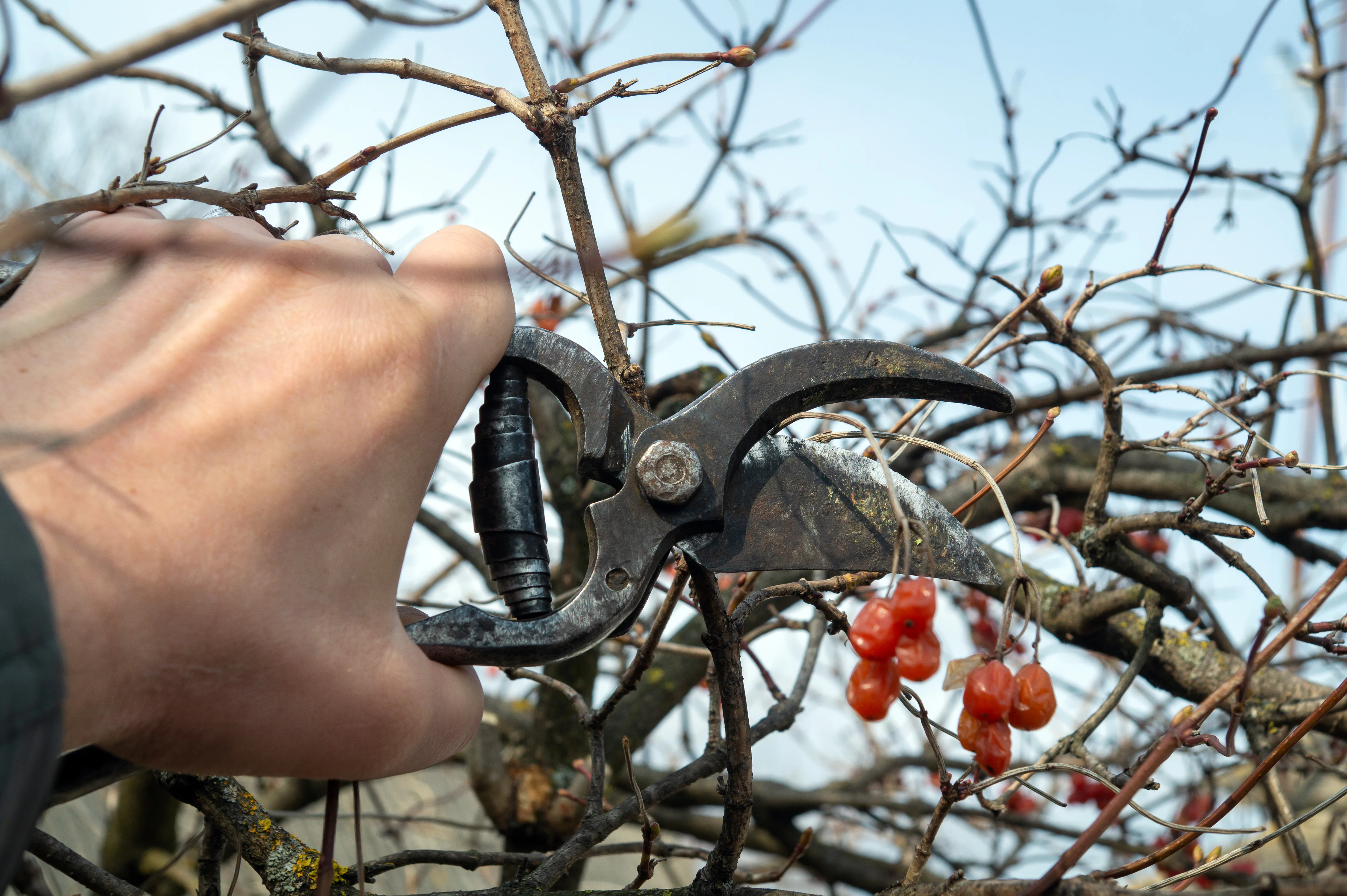 Dense shrub thinned by hand